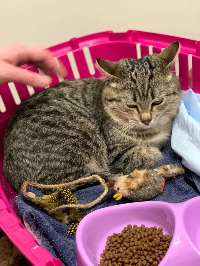 Long-suffering Teddy is home!!! - My, cat, Kittens, Found a home, Pets, Video, Vertical video, Short videos, Longpost