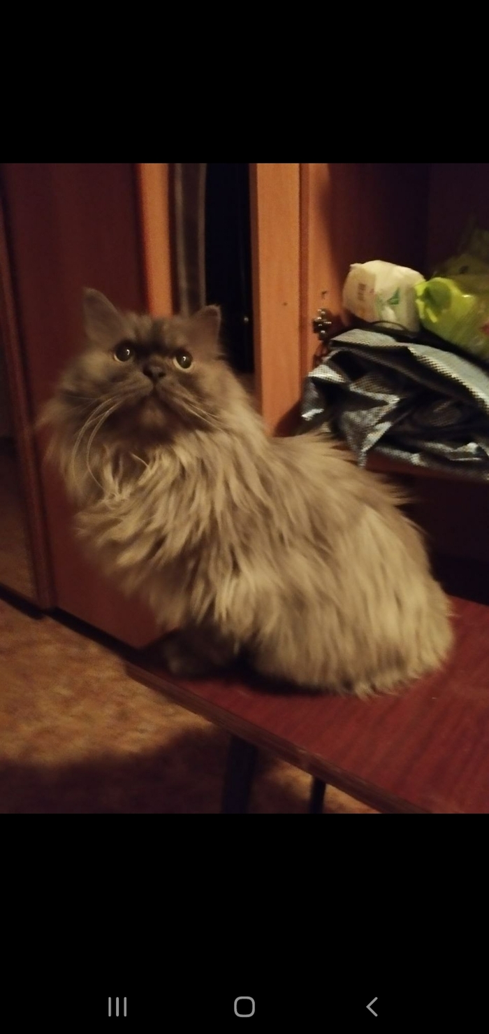 Махуся, когда передержчик попросил ее передержать другого передержчика: