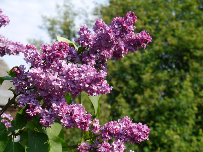 Ветка сирени