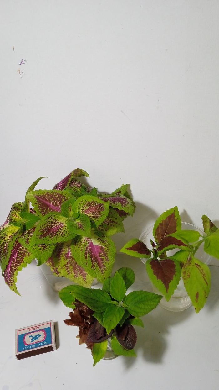 Гигант Tusk Citrus ( сзади).