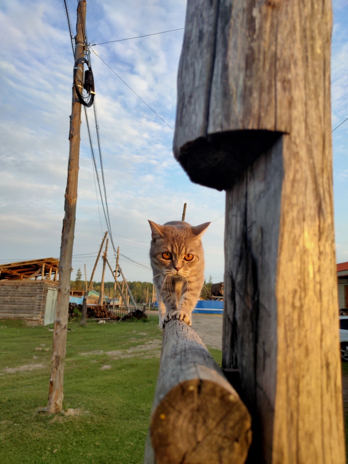 Кошка Зима и ее грация картошки:)