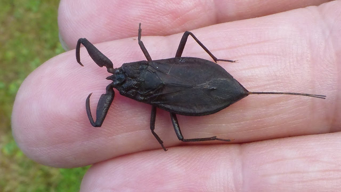 А ведь есть ещё огромные клешни и хвостик!