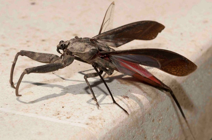 Осталось натыкать шипов, и это чудище будут бояться вообще все, а не только инсектофобы.