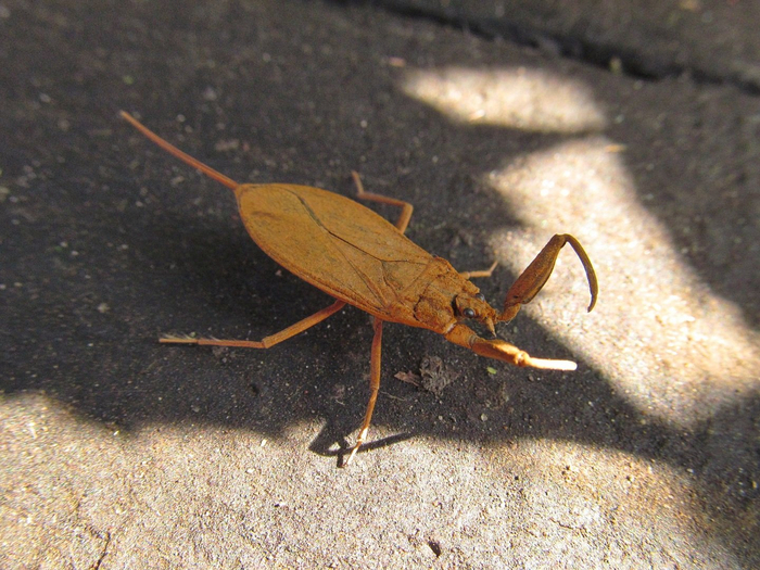 Водяных скорпионов можно встретить и вне воды. Обычно, когда они отдыхают после полёта.