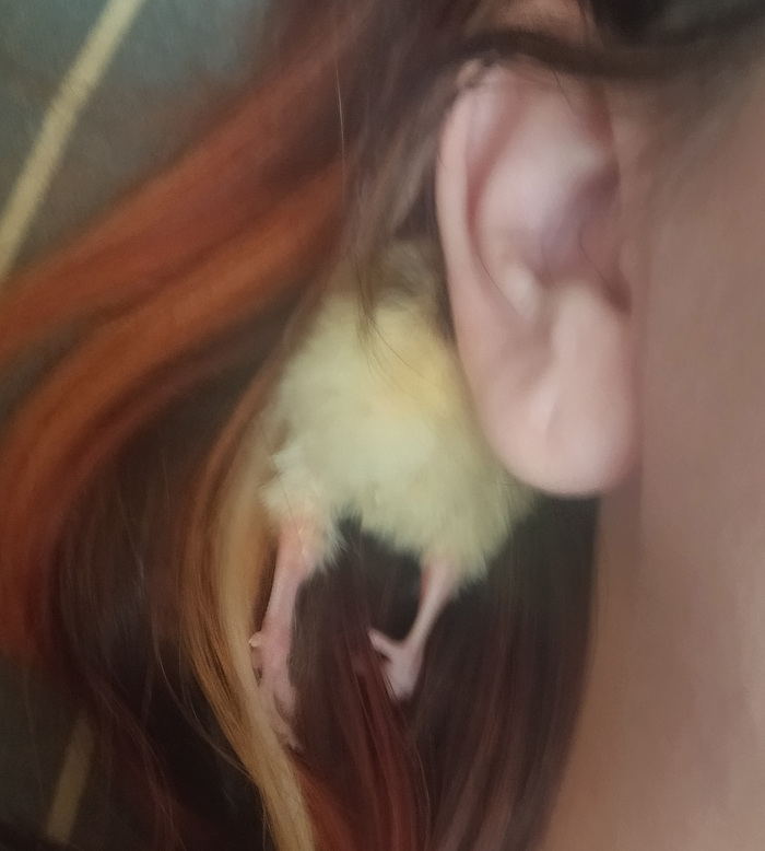 Ползёт в "гнездо"))) Пернатая жопка)))