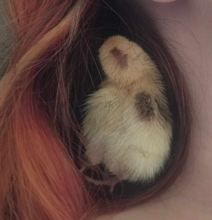 Свил из волос и дрыхнет, гад)))