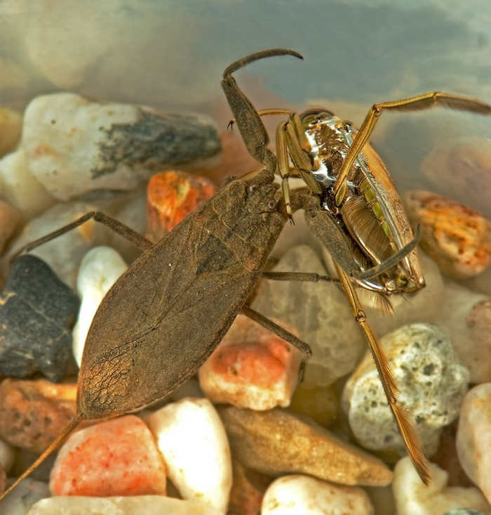 Приятного аппетита, мистер скорпион. Мистер жук – мои соболезнования.