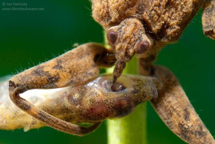 Представляешь, мистер рыб, я даже никогда не видел своих родителей!