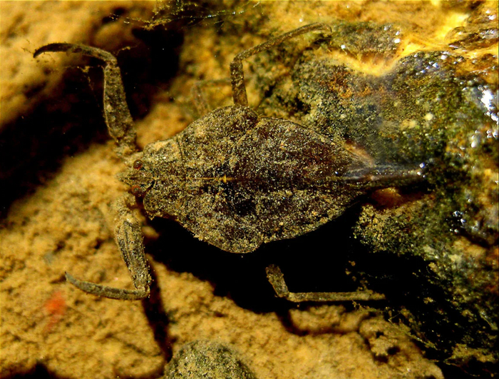 Личинка нашла место, где можно и посидеть, и подышать. Повезло!