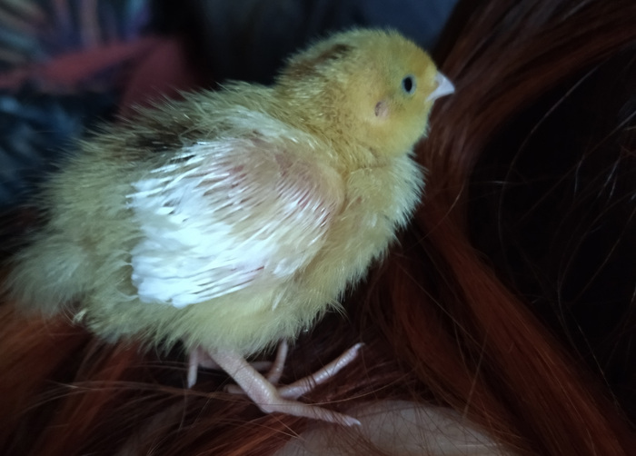 Полезли первые перья. Выглядит стрёмно, знаю))) Никто его не ощипывал! Носились с ним как с ребёнком!