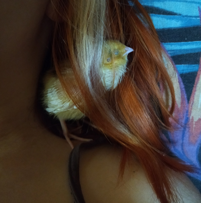 Грива жены - вечное гнёздышко))) Смотри какие лапки!)