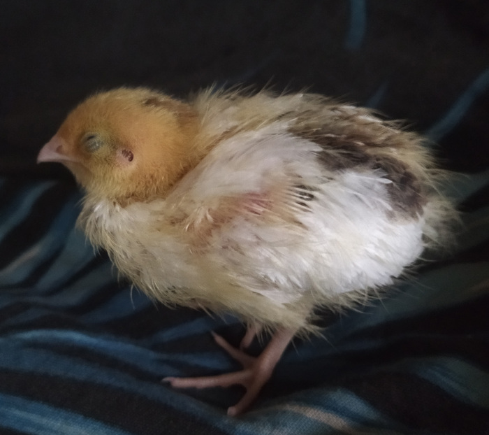 Знаю что страшный! Это я просто волосы не помыл!