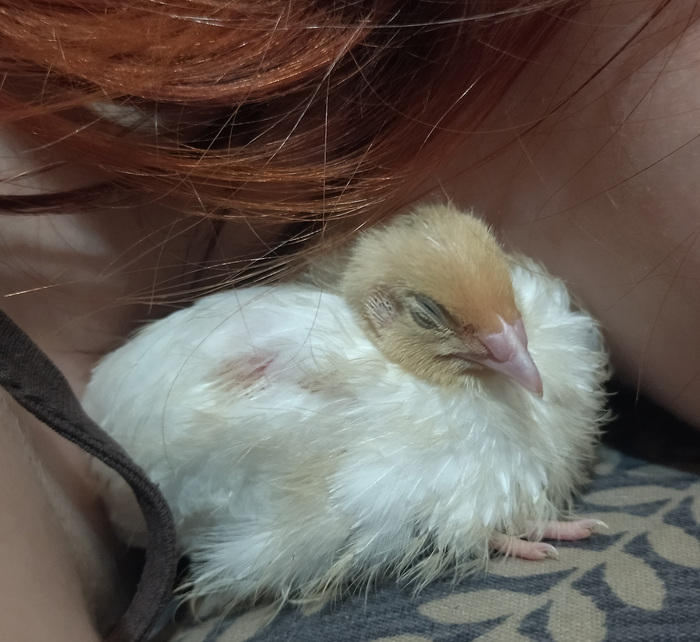 Да не петух он по драный. Просто так они оперяются. ПОСТЕПЕННО!