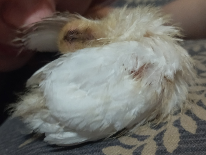 Чистим и расправляем перья)