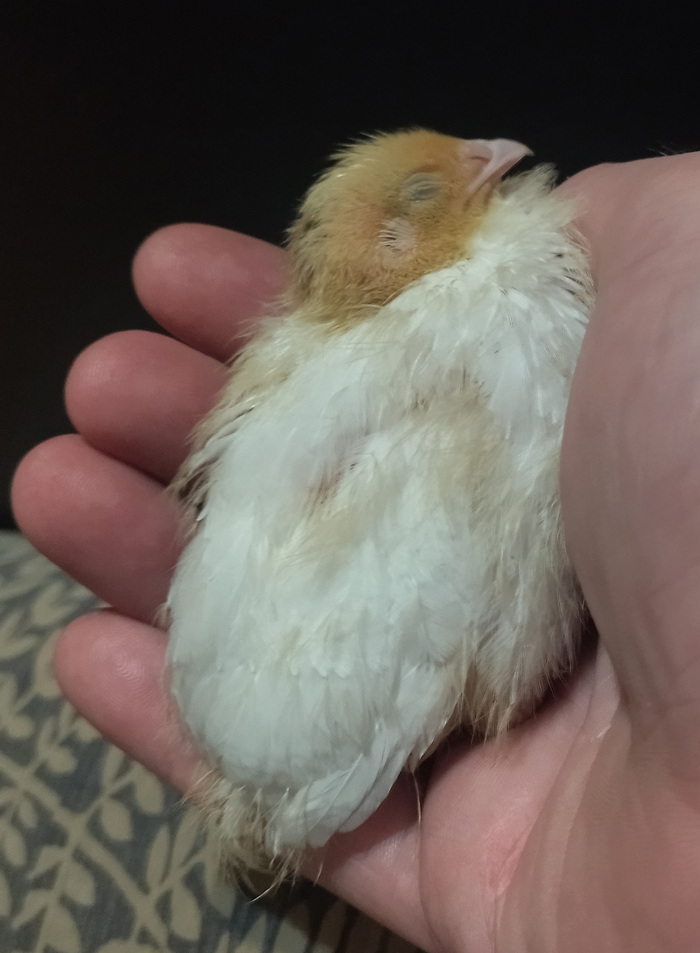 "Иичко" прегрелось у меня в руке и уснуло)))