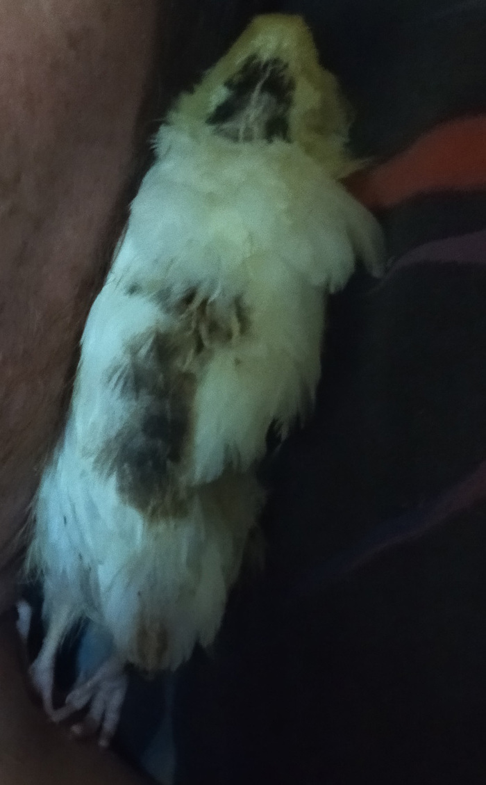 Не подох, просто дрыхнет как лапшина) Лапки умильные)))