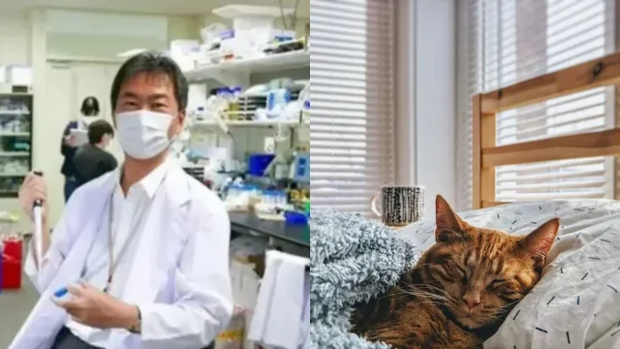 Japanese drug for cats for 30 years of life, yessss, cats will live forever!!!! - My, Japan, Veterinary, Animal Rescue, cat, Longpost
