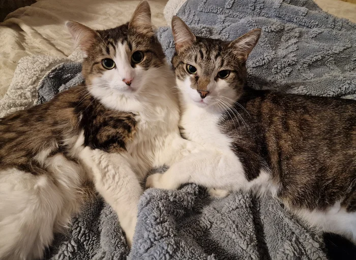 Continue continue or search for miracle food - My, Cat lovers, Fluffy, cat, Small cats, Tricolor cat, Fat cats, Veterinary, Longpost