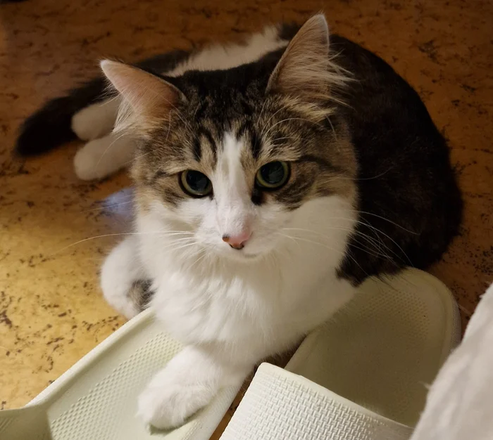 Continue continue or search for miracle food - My, Cat lovers, Fluffy, cat, Small cats, Tricolor cat, Fat cats, Veterinary, Longpost