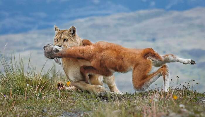 Смертельный захват