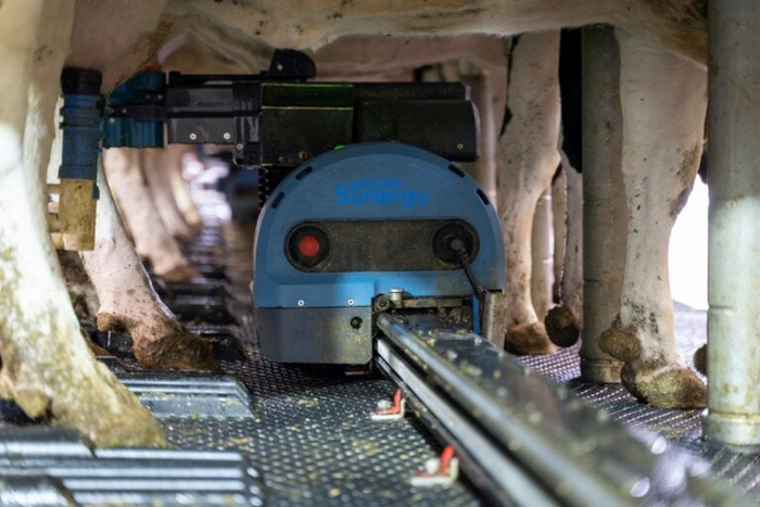 Роботизированная доильная система Synergy от Afimilk — первая в своем роде для ферм среднего размера. Фото предоставлено Afimilk