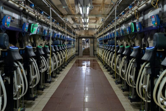 Роботы Synergy от Afimilk выстроены в ряд и готовы начать доение по требованию. Фото предоставлено Afimilk