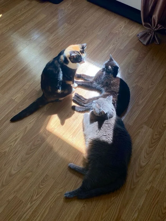 If it's a clear day - it's good, and when it's the opposite - it's bad - The sun, cat