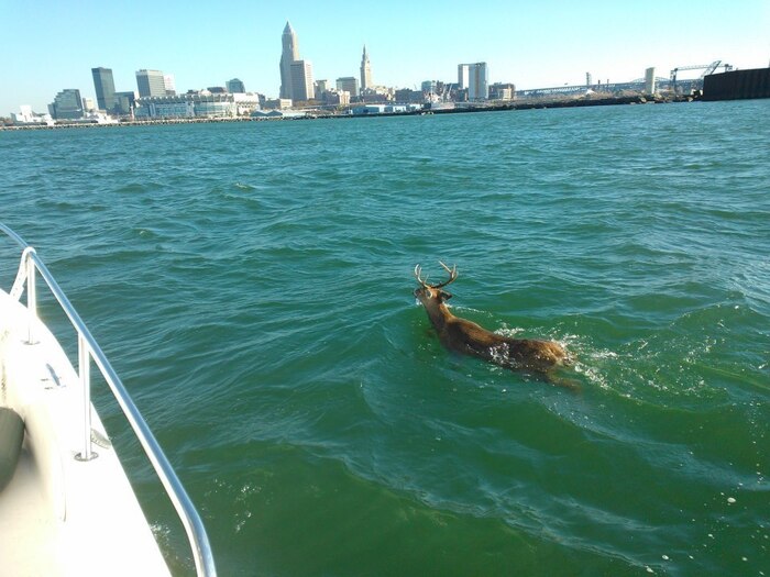 Водяной олень (Hydropotes inermis) — вид безрогих оленей, единственный представитель рода Водяные олени семейства Оленевые