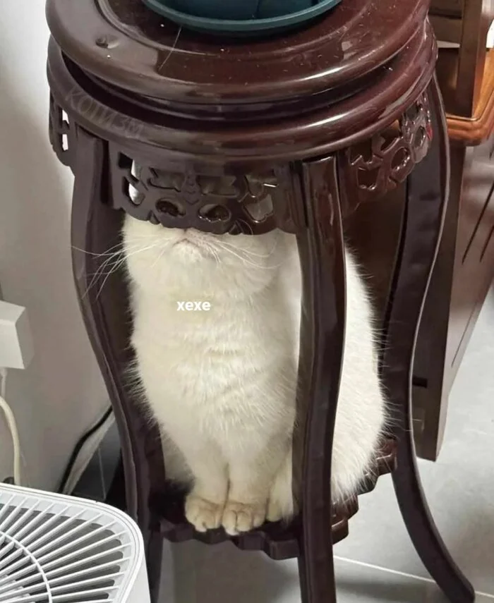 The most skilled hide-and-seek player has been discovered - cat, Fluffy, Funny animals, Fat cats, Hide and seek, Disguise, Humor, Picture with text