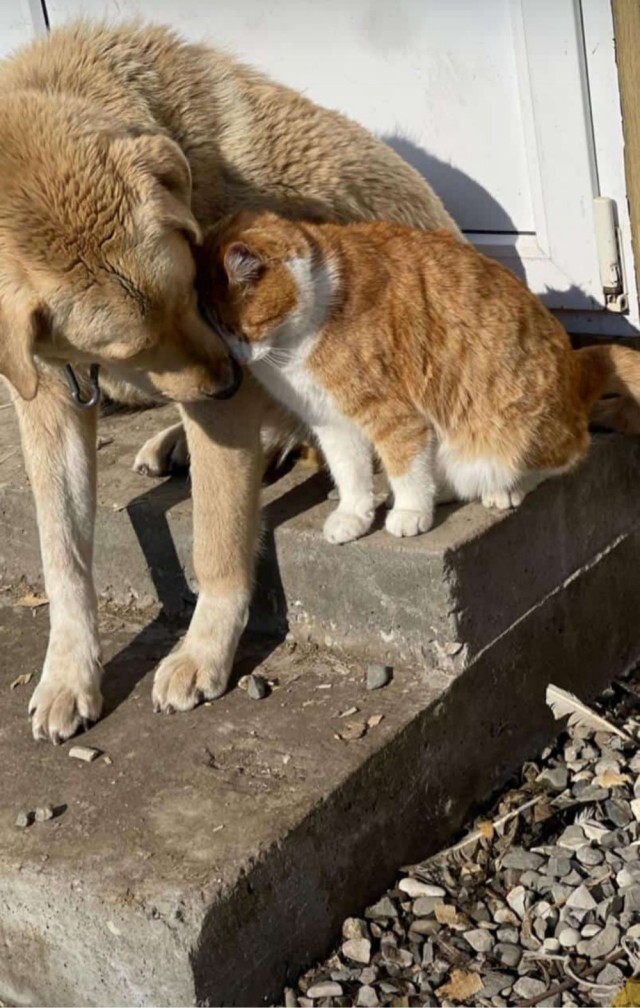 ��� ����� ����-�����