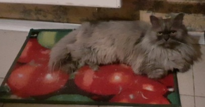 Возлежаем. За что нас не берут домой, стерилизованных мурлык, уважающих хозяев, лоток, обои - загадочка