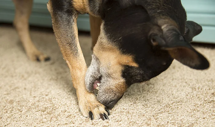 Mental Disorders in Animals: A Dark Topic That Isn't Written About at All - cat, Dog, Pets, Yandex Zen, Yandex Zen (link), Longpost