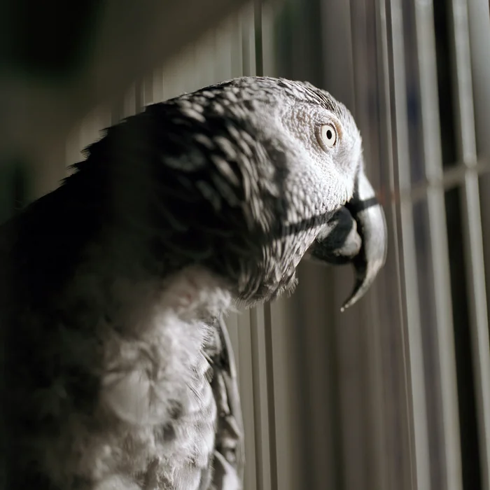 Mental Disorders in Animals: A Dark Topic That Isn't Written About at All - cat, Dog, Pets, Yandex Zen, Yandex Zen (link), Longpost