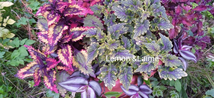 Колеус вегетативный Lemon&Laime в кашпо на клумбе, 2021 год.