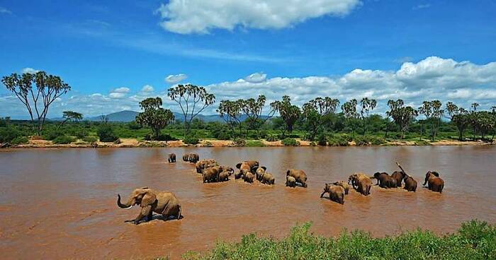 Слоны в реке с поднятым хоботом (да если и в темноте) будут выглядеть как неизвестный монстр.