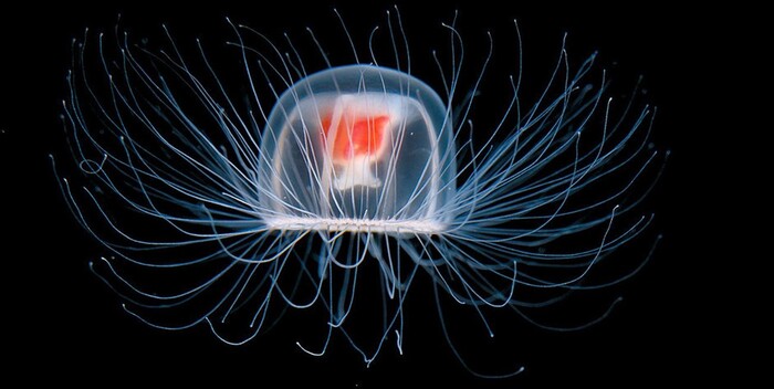   Turritopsis dohrnii.   ?        ? , , , , , , , ,  , , 