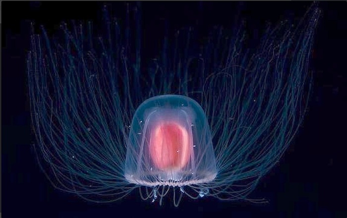 Бессмертная медуза Turritopsis dohrnii. Как жить вечно? Есть ли у человечества шанс на бесконечное перерождение?