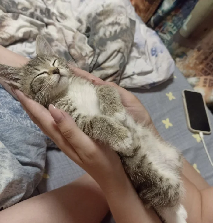 Dream - Pets, cat, Animals, Longpost
