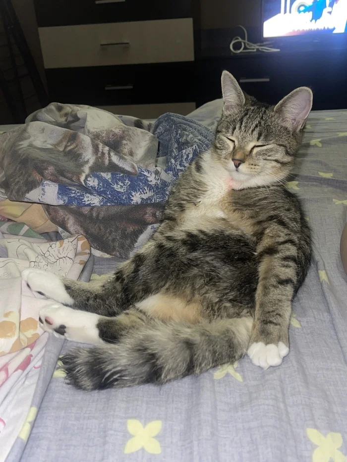 Dream - Pets, cat, Animals, Longpost