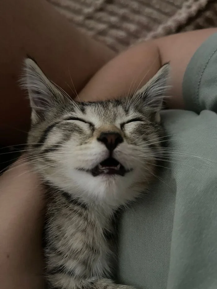Dream - Pets, cat, Animals, Longpost