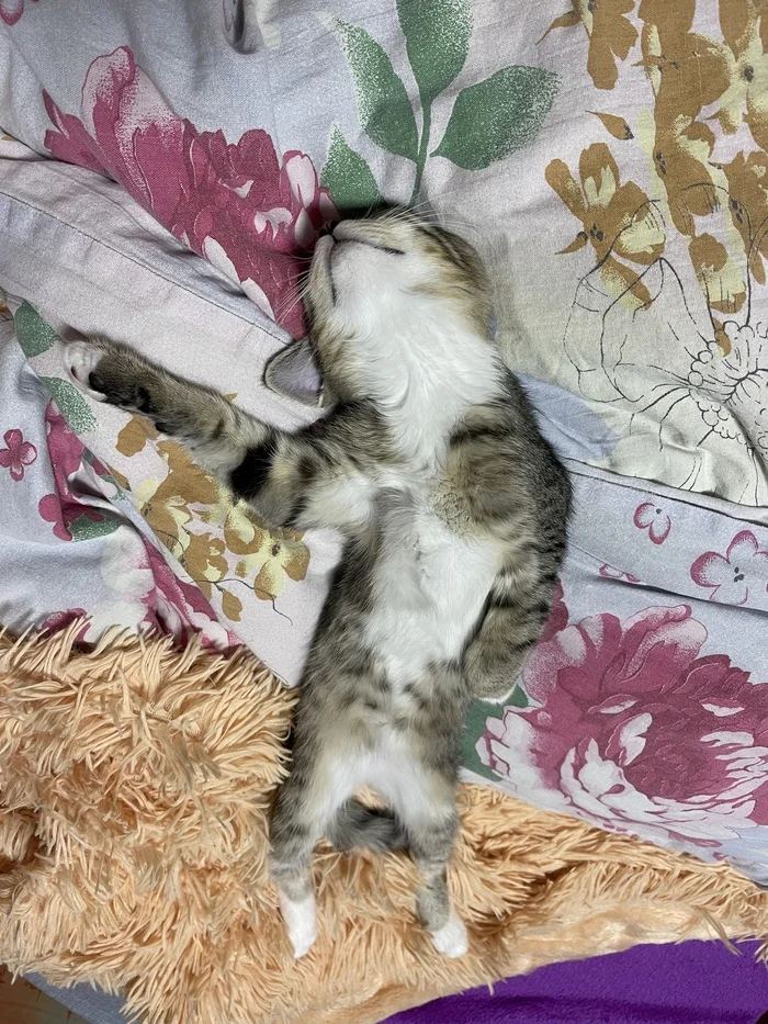 Hibernation - Pets, cat, Longpost
