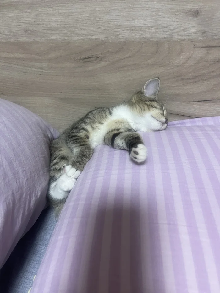 Dream - Pets, cat, Animals, Longpost