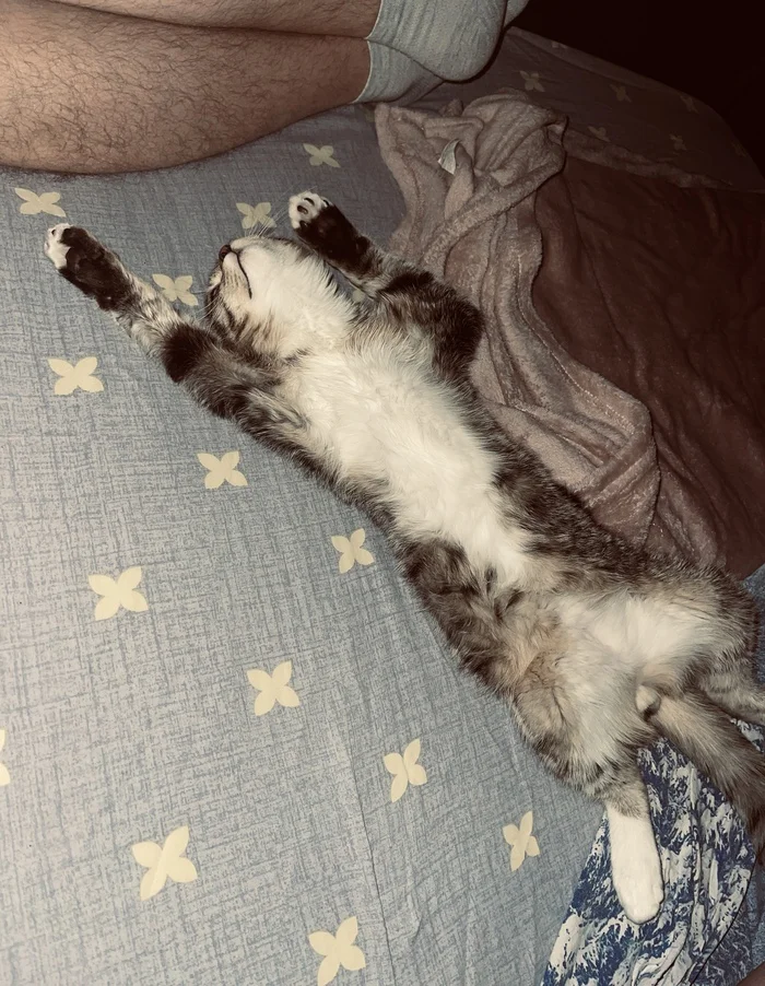Dream - Pets, cat, Animals, Longpost
