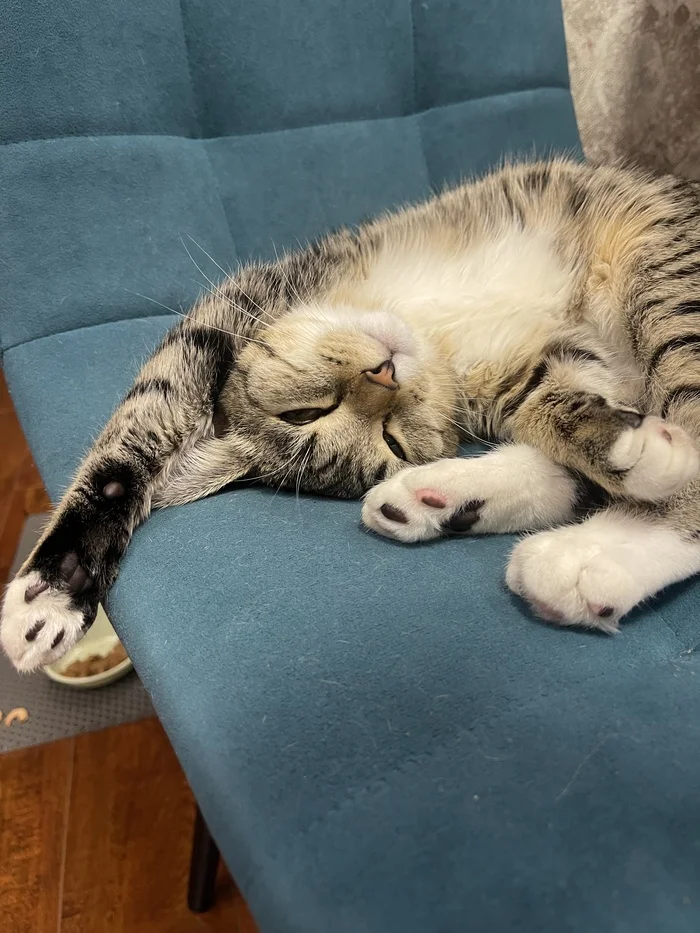 Dream - Pets, cat, Animals, Longpost