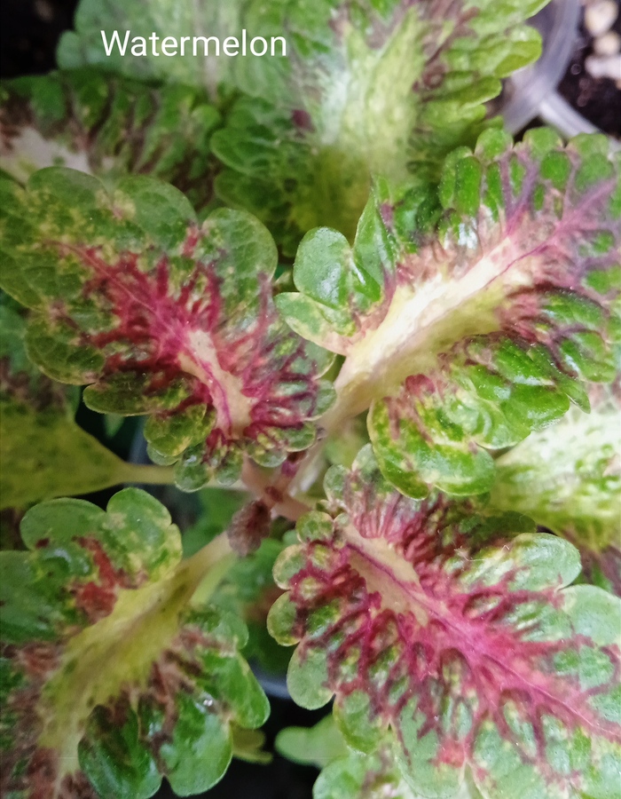 Колеус Watermelon . Зимняя окраска.