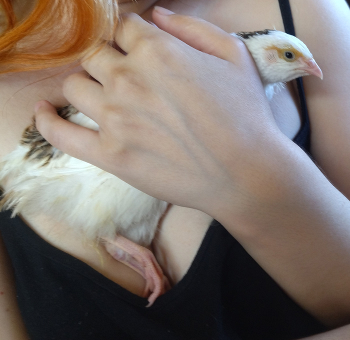 Курь обыкновенный!