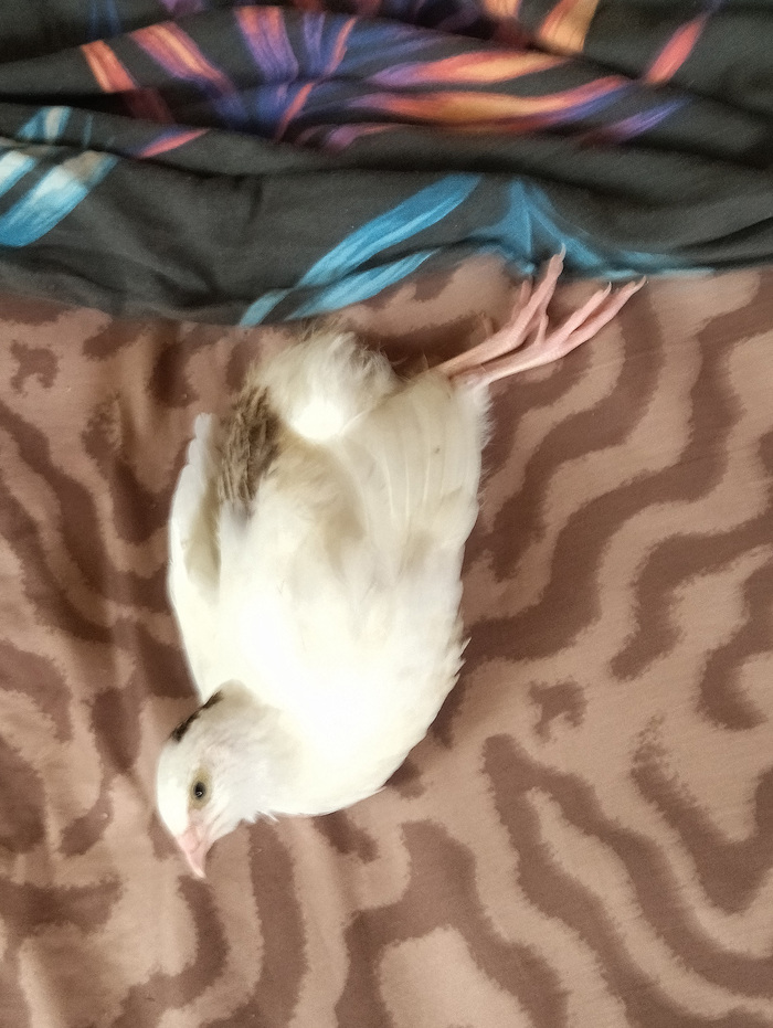 Иногды вот так валялси. Типа без задних ног)))