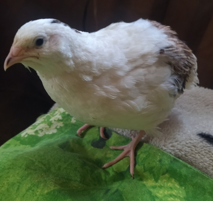 Выросший петушара)))