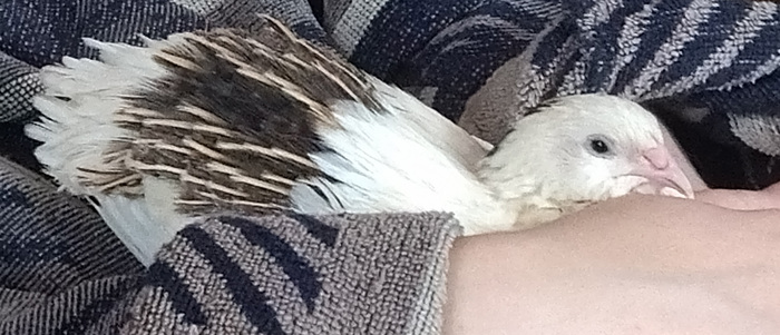 Хоть и вечно рычит и кидается, но любовь к ручкам и желанием погретцо малец осталось))) Не всё в нём озверело))