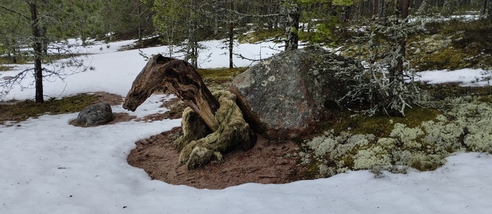 Древняя черепаха